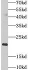 Peptidylprolyl Isomerase C antibody, FNab09981, FineTest, Western Blot image 