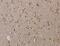 Trap230 antibody, MBS2523977, MyBioSource, Immunohistochemistry paraffin image 