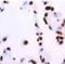 Histone Deacetylase 1 antibody, orb76641, Biorbyt, Immunohistochemistry paraffin image 