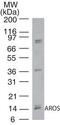 Ribosomal Protein S19 Binding Protein 1 antibody, PA5-23220, Invitrogen Antibodies, Western Blot image 