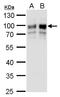 Golgi Membrane Protein 1 antibody, GTX107702, GeneTex, Western Blot image 