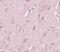 Zinc Finger CCCH-Type Containing 12B antibody, NBP1-77141, Novus Biologicals, Immunohistochemistry frozen image 