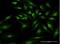 GLI Family Zinc Finger 1 antibody, H00002735-M02-100ug, Novus Biologicals, Immunofluorescence image 