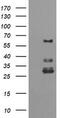 Tripartite Motif Containing 45 antibody, CF505903, Origene, Western Blot image 