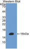 Bone Morphogenetic Protein 3 antibody, LS-C314901, Lifespan Biosciences, Western Blot image 