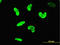 AT-Rich Interaction Domain 3A antibody, LS-B5399, Lifespan Biosciences, Immunofluorescence image 