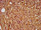 Phosphodiesterase 9A antibody, LS-C672202, Lifespan Biosciences, Immunohistochemistry paraffin image 