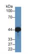 Creatine Kinase, M-Type antibody, LS-C293546, Lifespan Biosciences, Western Blot image 