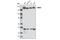 Structural Maintenance Of Chromosomes 4 antibody, 5547S, Cell Signaling Technology, Western Blot image 