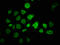 Zinc Finger Protein 488 antibody, CSB-PA026785LA01HU, Cusabio, Immunofluorescence image 