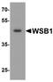 WD Repeat And SOCS Box Containing 1 antibody, A07445, Boster Biological Technology, Western Blot image 