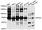 RIC8 Guanine Nucleotide Exchange Factor A antibody, A10393, ABclonal Technology, Western Blot image 