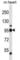 Glycogen Phosphorylase B antibody, abx027546, Abbexa, Western Blot image 