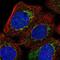 Microsomal Glutathione S-Transferase 1 antibody, PA5-60845, Invitrogen Antibodies, Immunofluorescence image 