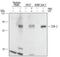 COX2 antibody, AF4198, R&D Systems, Western Blot image 