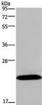 Potassium Calcium-Activated Channel Subfamily M Regulatory Beta Subunit 4 antibody, PA5-50692, Invitrogen Antibodies, Western Blot image 