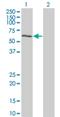 Dual Specificity Tyrosine Phosphorylation Regulated Kinase 2 antibody, H00008445-M03, Novus Biologicals, Western Blot image 