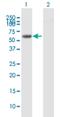 Rho Related BTB Domain Containing 3 antibody, H00022836-B01P, Novus Biologicals, Western Blot image 