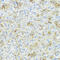 CDw293 antibody, 18-138, ProSci, Immunohistochemistry frozen image 