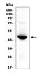 Indoleamine 2,3-Dioxygenase 1 antibody, PB9603, Boster Biological Technology, Western Blot image 