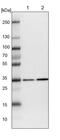 Malate Dehydrogenase 1 antibody, PA5-55573, Invitrogen Antibodies, Western Blot image 