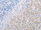 Profilin 2 antibody, CSB-PA023267, Cusabio, Immunohistochemistry frozen image 