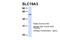 Solute Carrier Family 19 Member 3 antibody, ARP42652_P050, Aviva Systems Biology, Western Blot image 