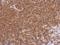 Dystrobrevin Binding Protein 1 antibody, NBP2-16245, Novus Biologicals, Immunohistochemistry frozen image 