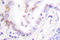 RUNX Family Transcription Factor 1 antibody, LS-B14769, Lifespan Biosciences, Immunohistochemistry frozen image 