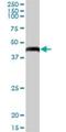 GTP Binding Protein 3, Mitochondrial antibody, H00084705-B01P, Novus Biologicals, Western Blot image 