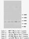 BCL2 Like 1 antibody, LS-C172035, Lifespan Biosciences, Western Blot image 