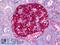Praja Ring Finger Ubiquitin Ligase 2 antibody, LS-B6589, Lifespan Biosciences, Immunohistochemistry frozen image 