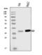 Gamma-Glutamyl Hydrolase antibody, A03161-2, Boster Biological Technology, Western Blot image 