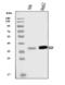 Gamma-glutamyl hydrolase antibody, A03161-2, Boster Biological Technology, Western Blot image 