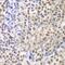 LIM homeobox protein 4 antibody, MBS9128468, MyBioSource, Immunohistochemistry paraffin image 