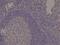 Spastin antibody, MA5-27980, Invitrogen Antibodies, Immunohistochemistry frozen image 