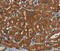 PDE5A antibody, MBS2517284, MyBioSource, Immunohistochemistry paraffin image 