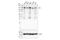 Tyrosine Kinase With Immunoglobulin Like And EGF Like Domains 1 antibody, 23111S, Cell Signaling Technology, Western Blot image 