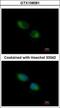 Thioredoxin Related Transmembrane Protein 1 antibody, GTX108081, GeneTex, Immunofluorescence image 