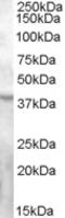 G Protein-Coupled Receptor 119 antibody, LS-C54930, Lifespan Biosciences, Western Blot image 