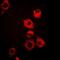 Amine Oxidase Copper Containing 3 antibody, orb377925, Biorbyt, Immunofluorescence image 