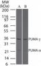 BCL2 Binding Component 3 antibody, GTX13689, GeneTex, Western Blot image 