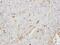 Betaine--Homocysteine S-Methyltransferase 2 antibody, PA5-21554, Invitrogen Antibodies, Immunohistochemistry frozen image 