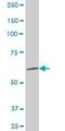 AKAP4 antibody, H00008852-M10, Novus Biologicals, Western Blot image 