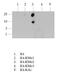 Histone Cluster 2 H3 Family Member D antibody, NB21-1022, Novus Biologicals, Dot Blot image 