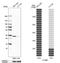 Complement component 1 Q subcomponent-binding protein, mitochondrial antibody, HPA026483, Atlas Antibodies, Western Blot image 