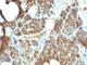 Parathyroid Hormone antibody, V2809IHC-7ML, NSJ Bioreagents, Immunohistochemistry paraffin image 