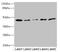 Single Ig And TIR Domain Containing antibody, LS-C676488, Lifespan Biosciences, Western Blot image 