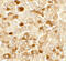 UbiA Prenyltransferase Domain Containing 1 antibody, 7751, ProSci, Immunohistochemistry frozen image 
