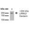 Leucine Rich Repeat Kinase 2 antibody, 56563, QED Bioscience, Western Blot image 